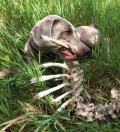Pal and the Deer Carcass
